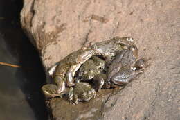 Image of African Groove-crowned Frog