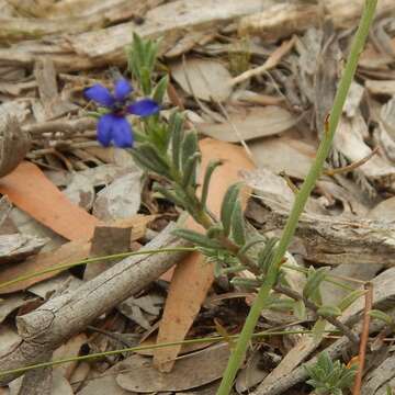 Image of Halgania cyanea Lindley