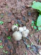 Image of Coprinopsis acuminata (Romagn.) Redhead, Vilgalys & Moncalvo 2001