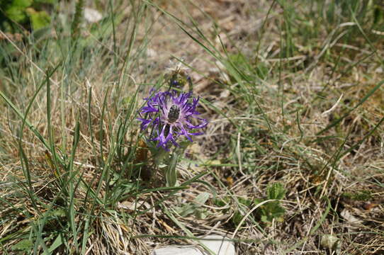 Слика од Centaurea fuscomarginata (K. Koch) Juz.