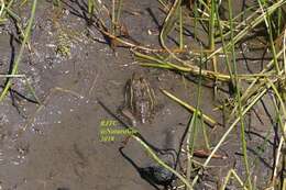 Image of Montezuma Leopard Frog