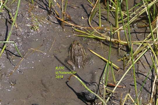 Sivun Lithobates montezumae (Baird 1854) kuva