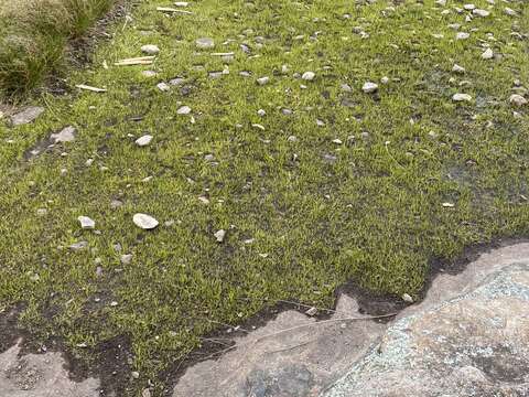 Image of blackspore quillwort