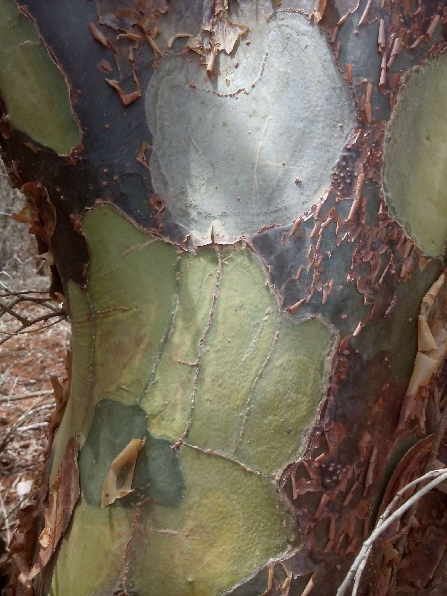 Image de Bursera leptophloeos Mart.