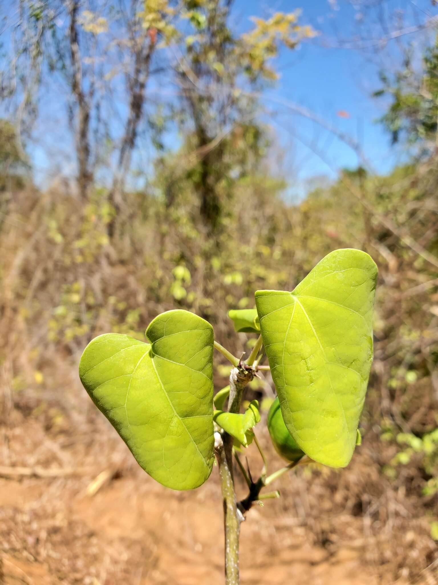 Sivun Adenia olaboensis Clav. kuva