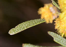 صورة Acacia ausfeldii Regel