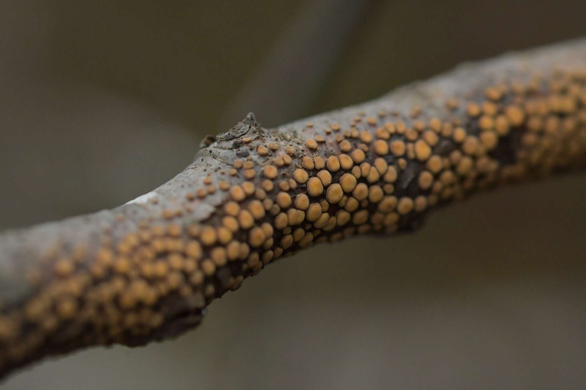 Aleurodiscus berggrenii (Cooke) G. Cunn. 1953的圖片