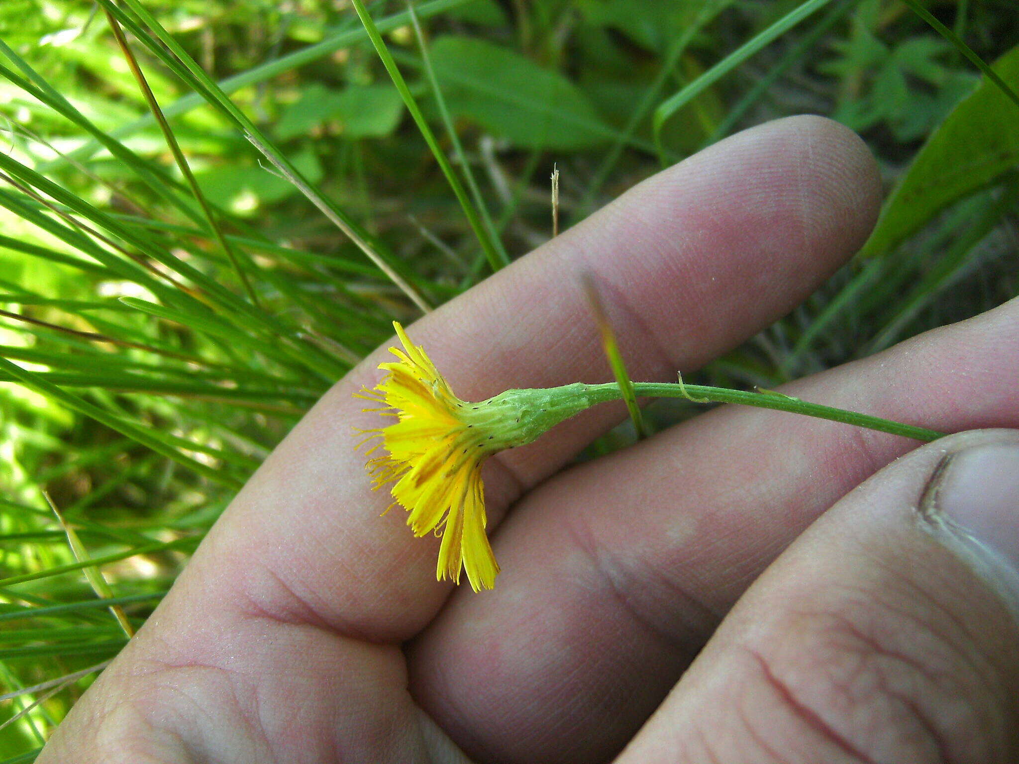 Image of Scorzoneroides