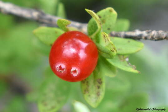 صورة Lonicera angustifolia Wall.