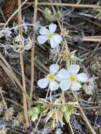 Image of Leptosiphon melingii (Wiggins) J. M. Porter & L. A. Johnson