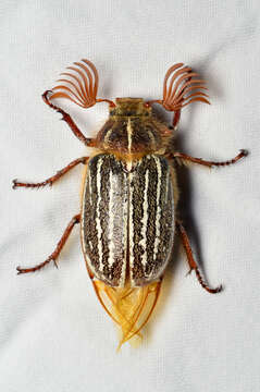 Image of Mount Hermon June beetle