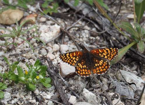 Image of Gabb's Checkerspot