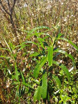 Image de Buddleja thyrsoides Lam.