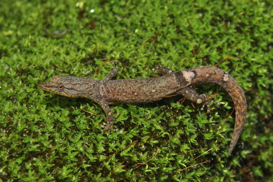 Sphaerodactylus continentalis Werner 1896 resmi