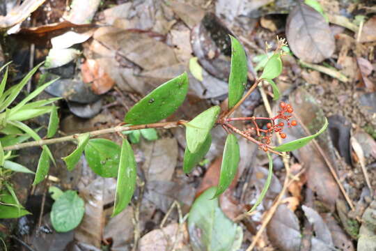 Image of Guadalupe wild coffee