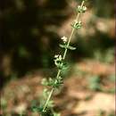 Plancia ëd Galium ciliare Hook. fil.