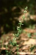 Plancia ëd Galium ciliare Hook. fil.