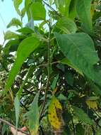 Image of Ageratina popayanensis (Hieron.) R. King & H. Rob.