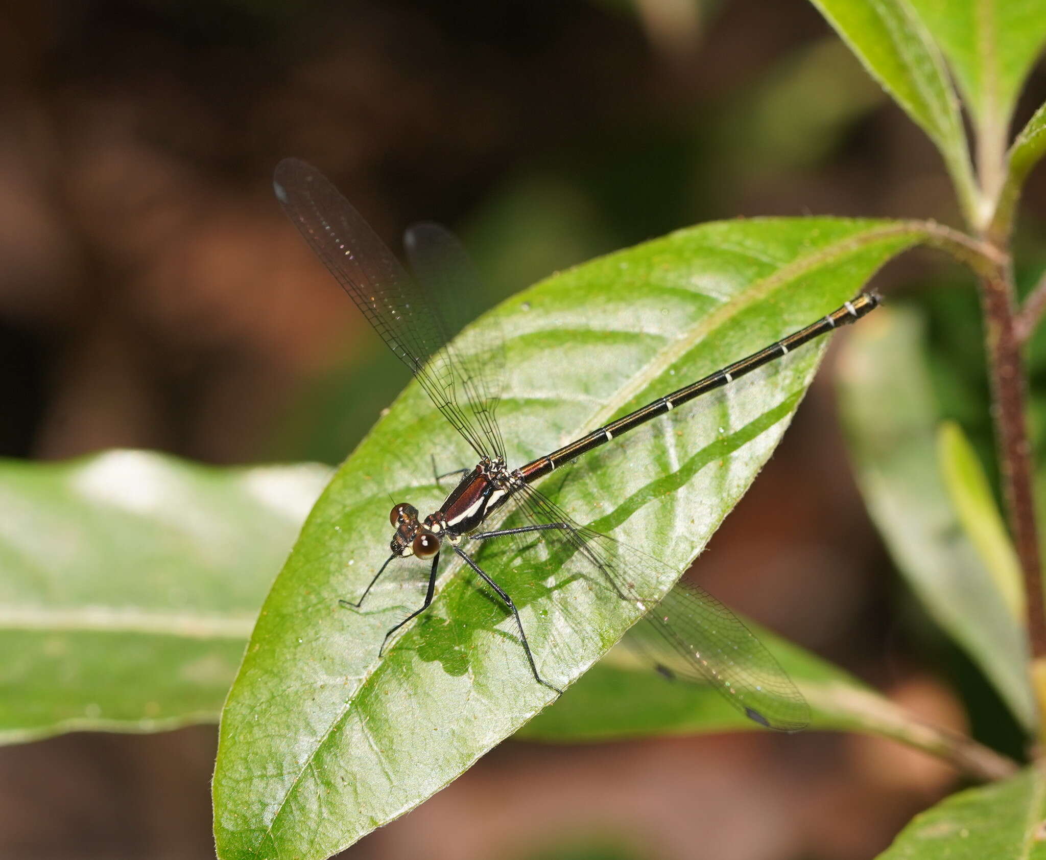 Image of Sydney flatwing