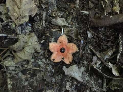 Image of Matelea magnifolia (Pittier) R. E. Woodson