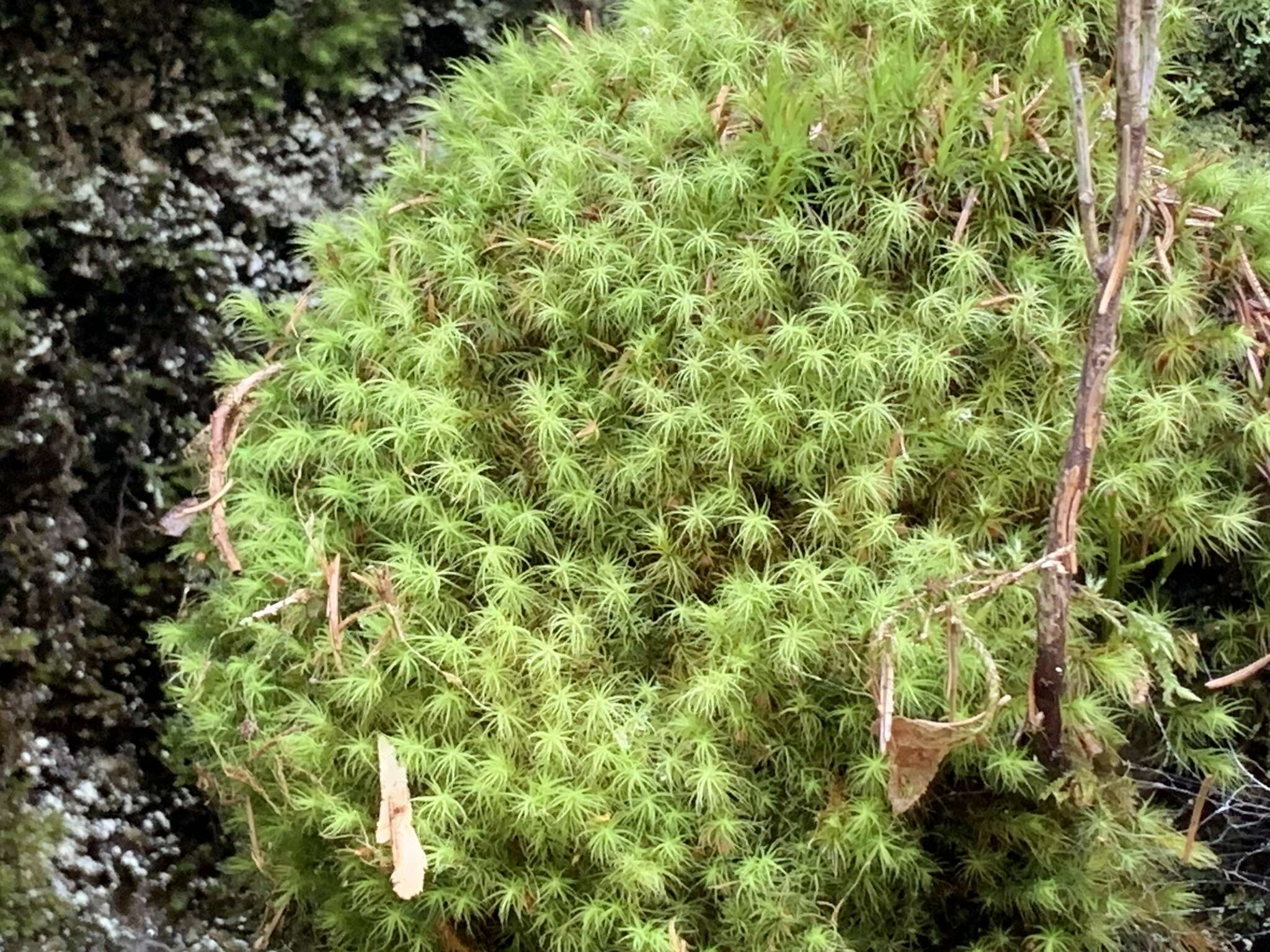 Image of Haller's bartramia moss