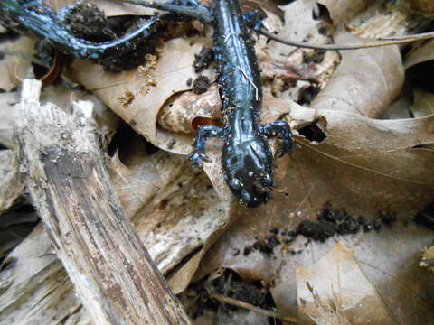 Image of Blue-spotted Salamander