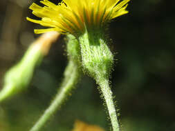 Image of rough hawkweed