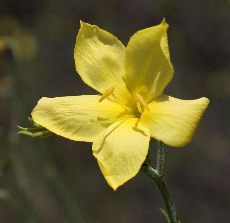 Image of Menodora juncea Harv.