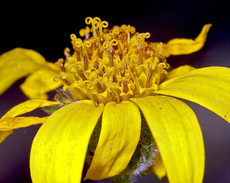 Image de Arnica lanceolata subsp. prima (Maguire) Strother & S. J. Wolf