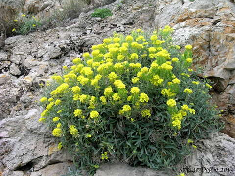 Image of Aurinia leucadea (Guss.) K. Koch