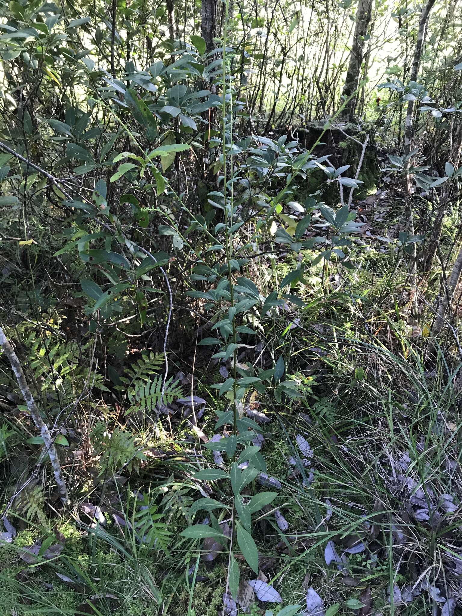 Image of roundleaf goldenrod