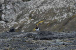 Image of Chatham Island Pied Oystercatcher