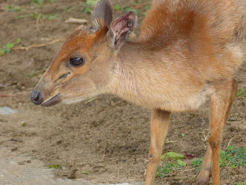 Image of Natal Duiker