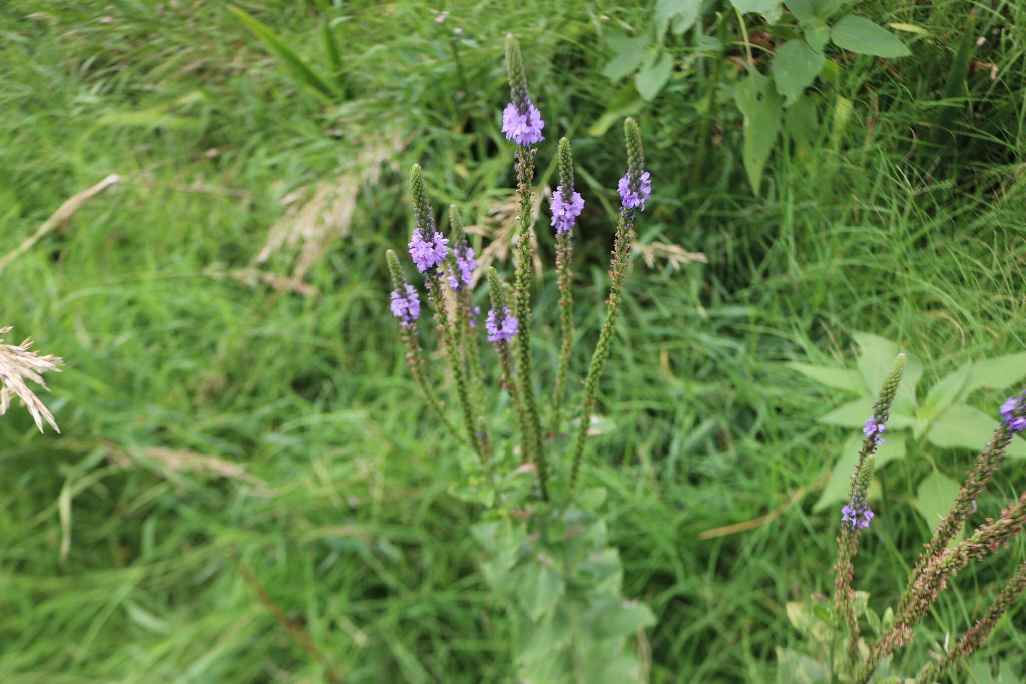 Image de Verbena stricta Vent.