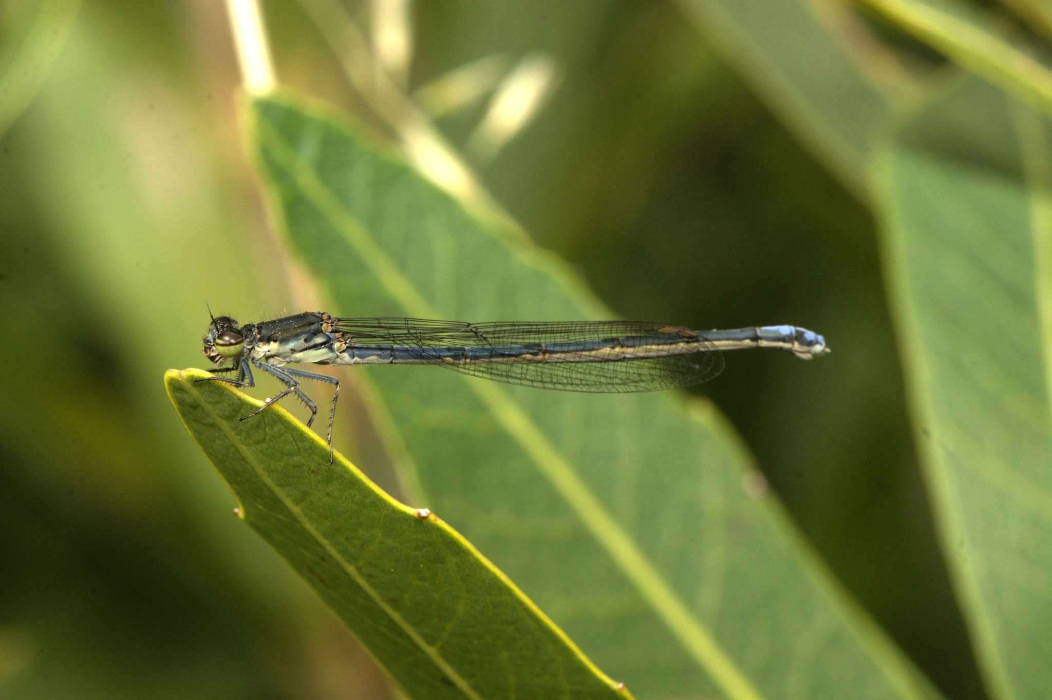 Image of Mountain Sprite