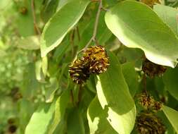 Image de Terminalia leiocarpa (DC.) Baill.