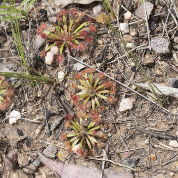 Image of Drosera dilatatopetiolaris Kondo