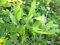 Image de Calycanthus occidentalis Hook. & Arn.