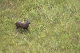 Image of Sitatunga