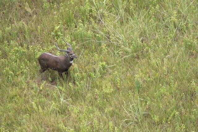 Image of Sitatunga