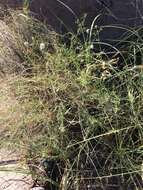 Image of white prairie clover