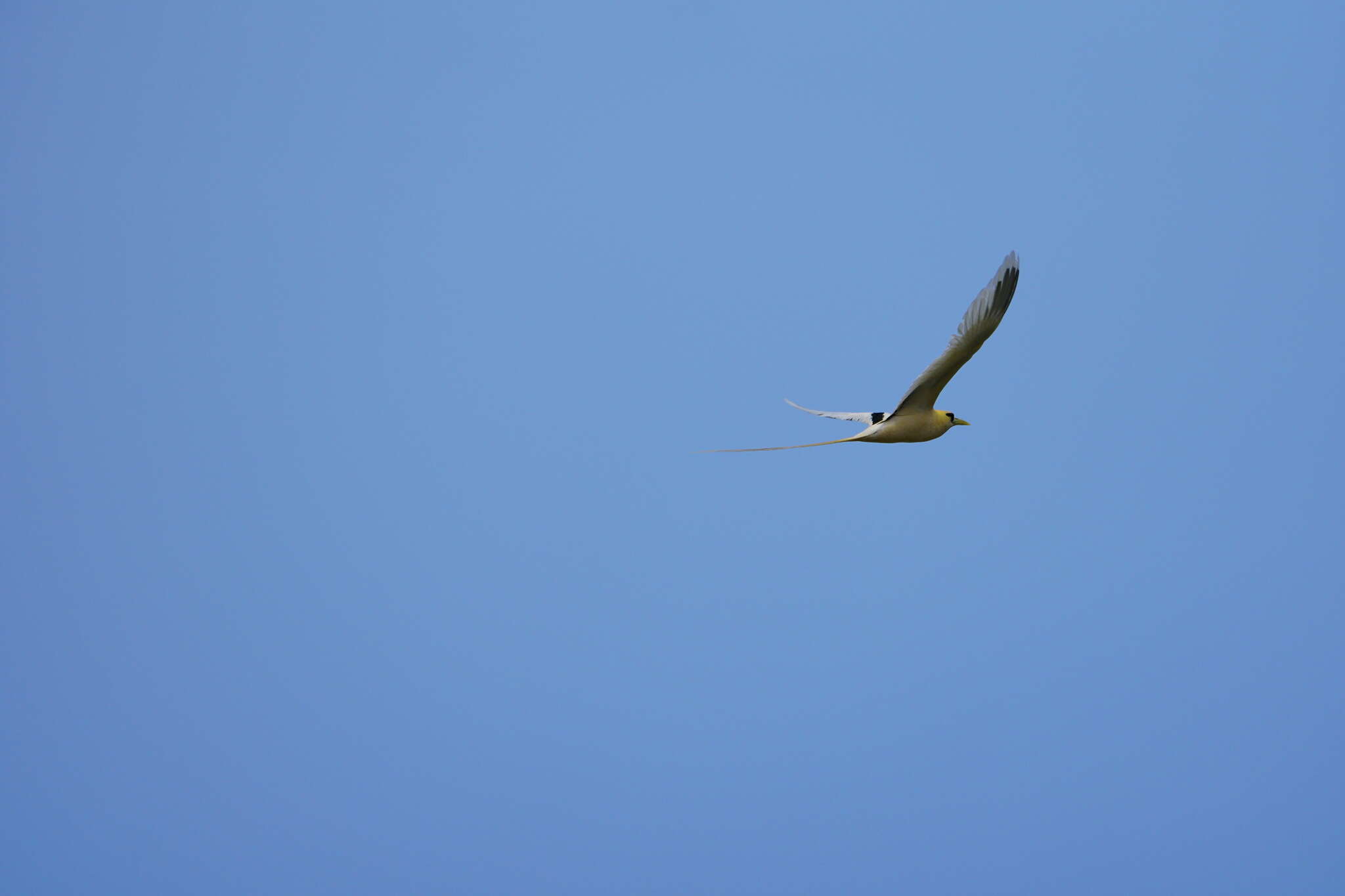 Image of golden bosunbird