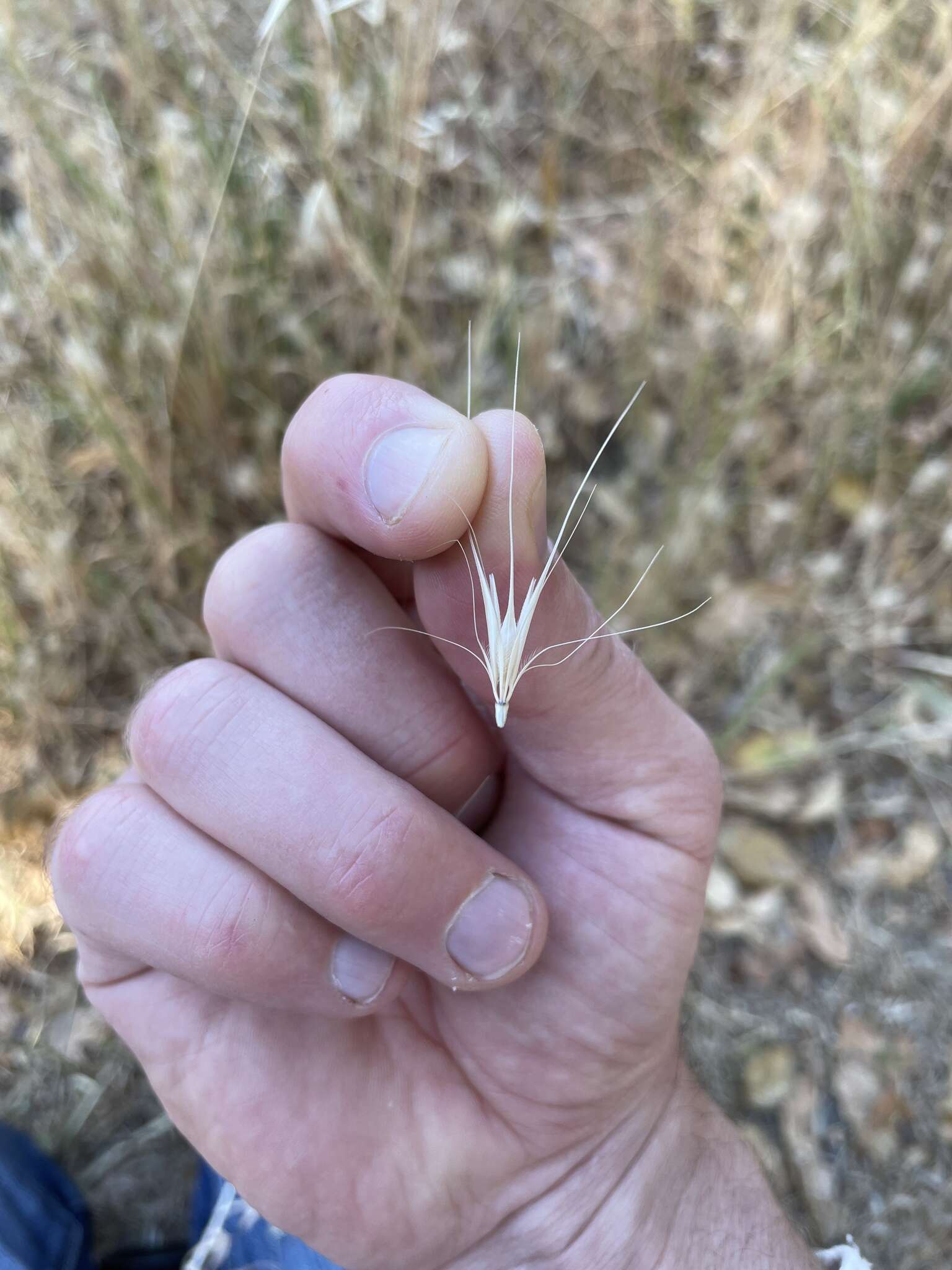 Image of smooth barley