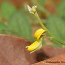 Image of Crotalaria prostrata Willd.