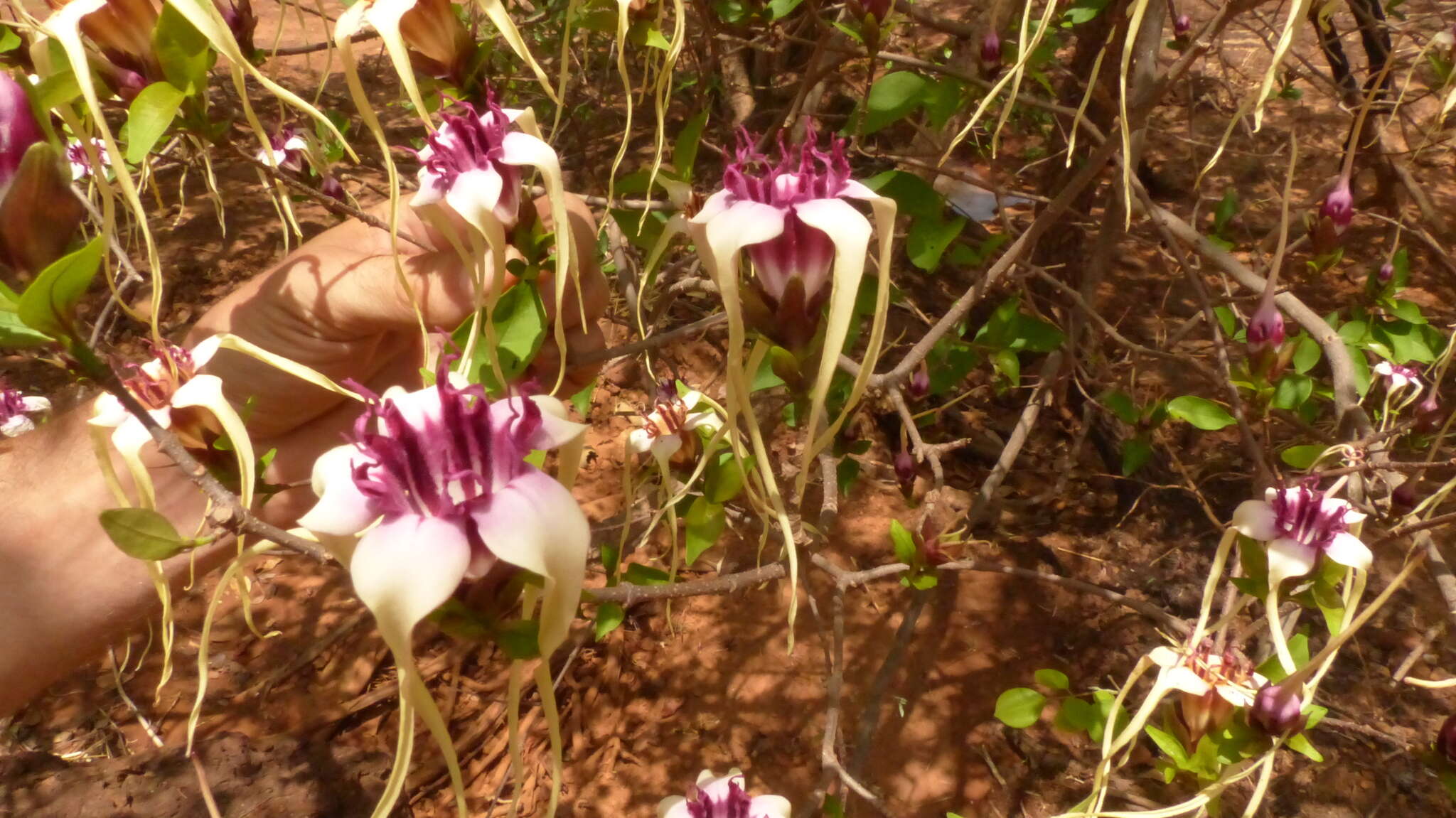 Image de Strophanthus sarmentosus DC.