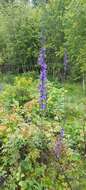 Delphinium korshinskyanum Nevski的圖片