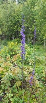 Delphinium korshinskyanum Nevski的圖片