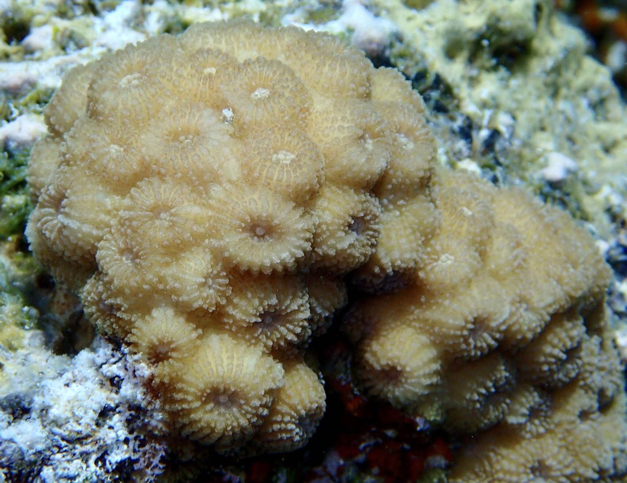 Image of hedgehog coral