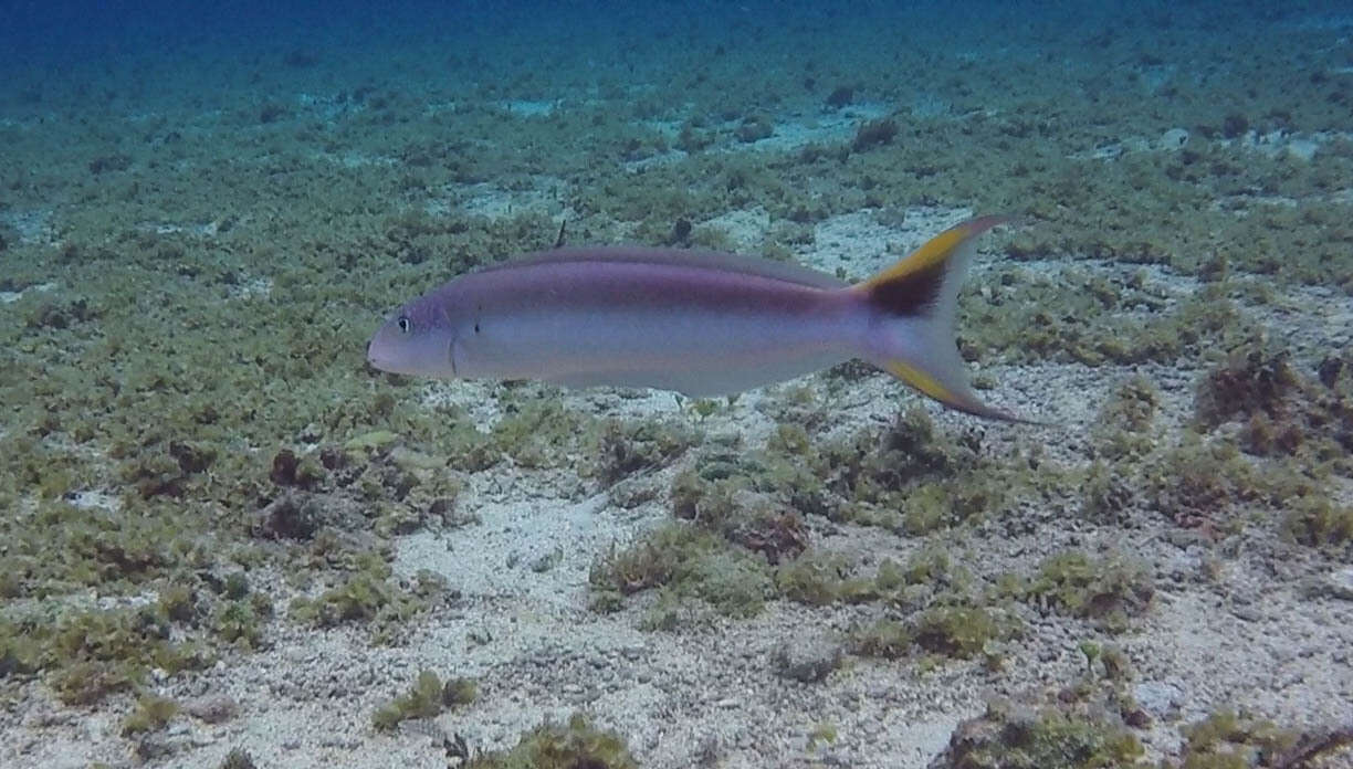 Image of Muttonfish