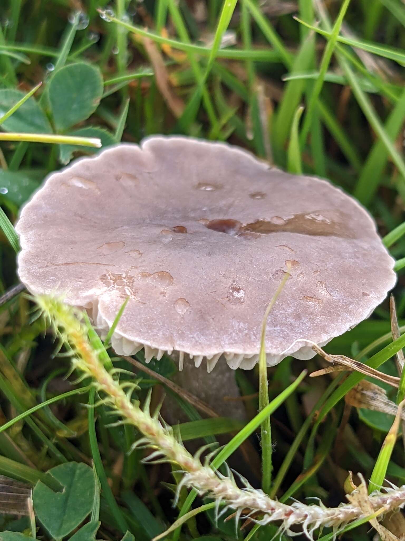 Image of Dermoloma cuneifolium (Fr.) Singer ex Bon 1986